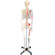 人体骨骼模型医用170cm一比一彩色脊柱全身骨架模型附神经带软肋骨骨骼标本美术瑜伽骷髅教学教具 180cm全骨色不带神经白色