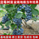 蓝莓树苗 南方北方种植盆栽果树苗阳台蓝莓苗水果树苗当年结果苗 5年苗当年结果 30cm(含)-50cm(不含)