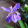 紫花鸢尾10棵