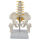 5节中型腰椎带骨盆腿骨1个