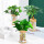 【水培瓶】栀子花+发财树+绿萝