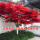 树形优美红枫4厘米粗1米5左右高