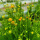 澳洲甘菊 花期花量大 12cm盆径