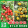 矮生红小番茄苗12棵(根部带育苗)