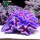 紫花片珊瑚
