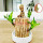 【含格鲁特】巴西木7-8厘米+白瓷盆