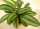 魅力之星竹芋一棵约30cm高4-6片