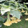 斑叶黄60-70加仑盆壮苗