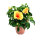（黄色花）大红花1盆  培育盆 高
