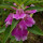 单瓣紫斑点凤仙花种子