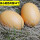 褐色鸡蛋50个(实心木质)
