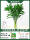 种植尝鲜装富贵竹65-75厘米6棵