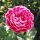 玛丽玫瑰 粗1-1.5厘米直径