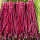 紫无架豆角种子 20gx5/不搭架