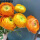 典雅橙5球装+促花肥料+催芽蛭石