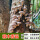 香菇木头种-3袋可种900斤木头