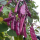 紫扁豆苗(5颗)