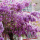 紫玉藤4年苗
