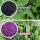 黑+紫2个色 可染7斤米