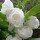 白色凤仙花种子