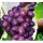 紫葡萄6年苗