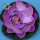10cm 紫色含苞