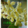 日香桂2年小苗包品种