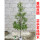 金丝楠木高度1.2-1.5米杯苗