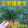矮麦冬【玉龙草】10斤 含肥料