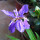 紫花鸢尾10株