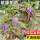 紫藤1棵4米(带花发货)