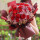 19朵红色康乃馨花束