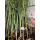 钢竹毛竹2厘米粗度5棵