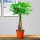 辫子发财树50-60cm含简易花盆