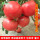 白果强丰番茄约300粒