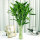 富贵竹70-80厘米10棵+30花瓶花