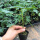 冰糖木瓜2颗(10-15厘米高)带土