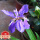 紫花鸢尾10棵