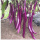 浅紫色 线茄子苗5棵