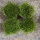 爱尔兰珍珠草60盆(绿色)