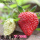 四季红草莓种子100粒精装