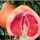 红肉柚子种子20粒精装