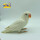 白玉牡丹鹦鹉一只