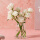 【雪山玫瑰】白玫瑰10枝