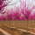 E紫荆树苗