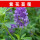 紫花苜蓿种子1斤