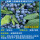 中苗精品蓝莓绿宝石盆栽50-60cm