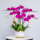 紫色蝴蝶兰6株（含盆）