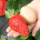 大将军草莓150粒+土肥+生根粉