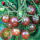 小黑番茄苗24棵 高生